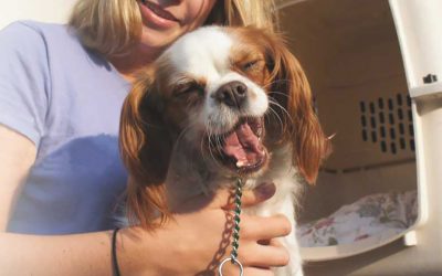 Benefits of Using a Trusted, Specialized Pet Relocation Company