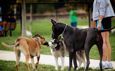 Top 5 Off-Leash Parks in Toronto