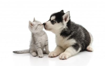 Pet Scams: A Note from our President