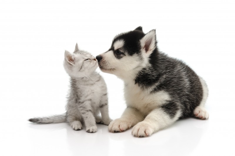 Pet Scams: A Note from our President