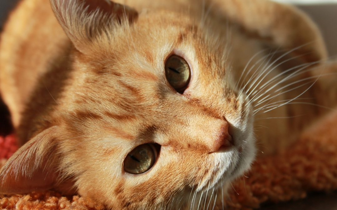 National Moving Month: How to Help Your Pet Deal with Homesickness