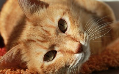 National Moving Month: How to Help Your Pet Deal with Homesickness