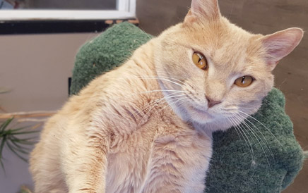 Homeward Bound: Moving With Pets