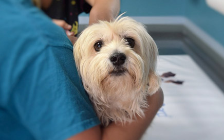 The Loose Ends: How to Find a Vet When Moving to a New City
