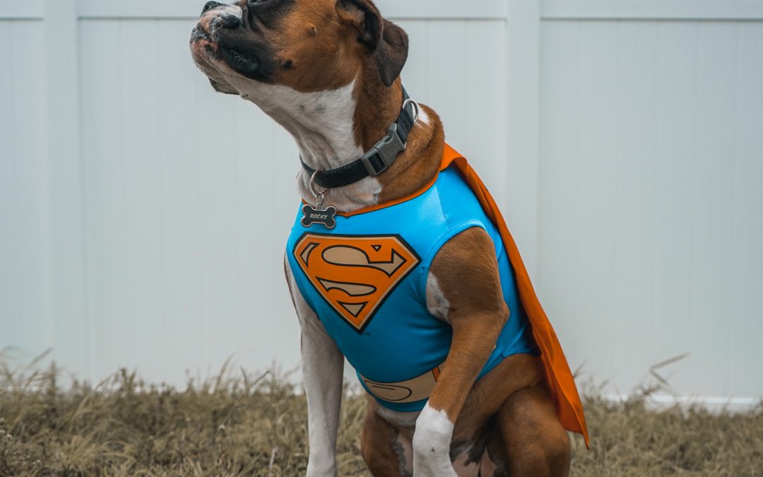 Halloween: Pet Edition