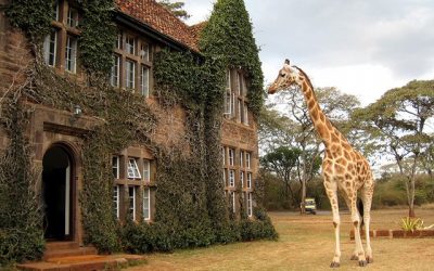 Vacation Destinations for Animal Lovers