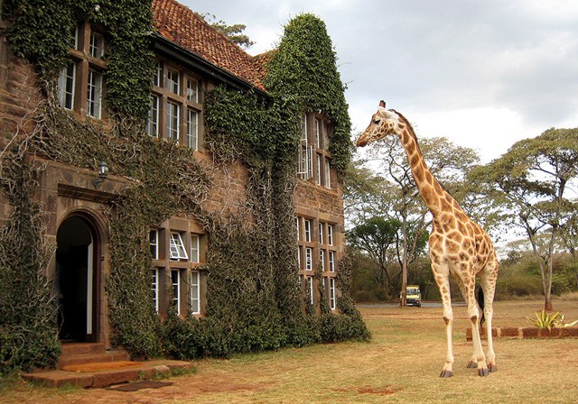 Vacation Destinations for Animal Lovers