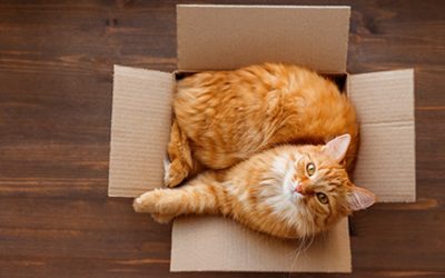 Sizing A Carrier For Your Pet