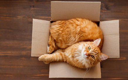 Sizing A Carrier For Your Pet