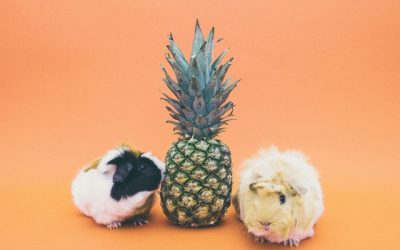 Apples to Oranges: How to Properly Change Your Pet’s Food