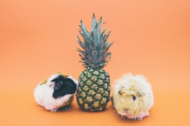 Apples to Oranges: How to Properly Change Your Pet’s Food