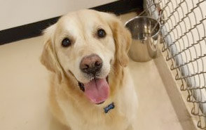 Pet Travel Prep: What to know before they depart