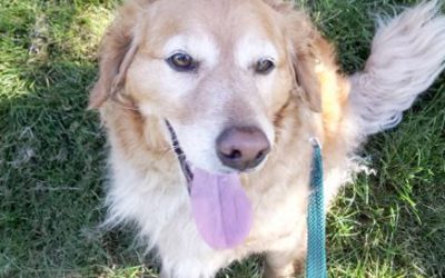Summer Travel Tips for Your Pet