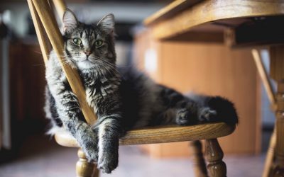 Correcting 3 Pesky Cat Behaviours