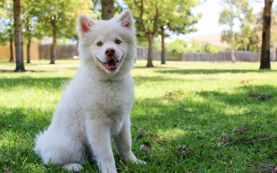 Protecting Your Pet From Hot Weather