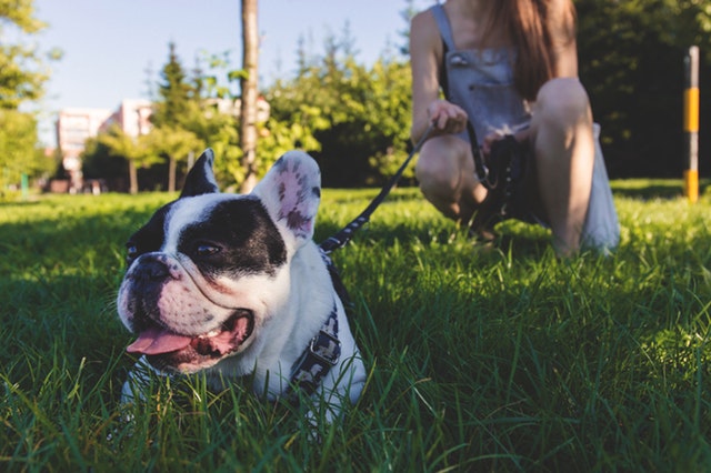 Are You Ready to Adopt a Pet?