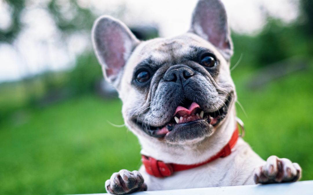 Choosing The Best Travel Carrier For Your Pet
