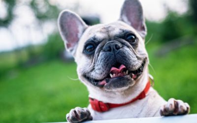 Choosing The Best Travel Carrier For Your Pet