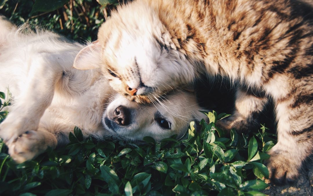 The Importance of Using a Certified Pet Travel Service