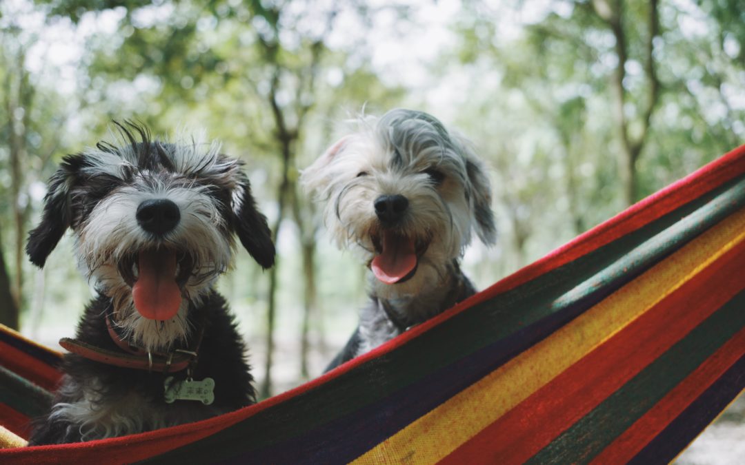 Traveling to New Zealand or Australia? Worldwide Animal Travel Has You Covered!