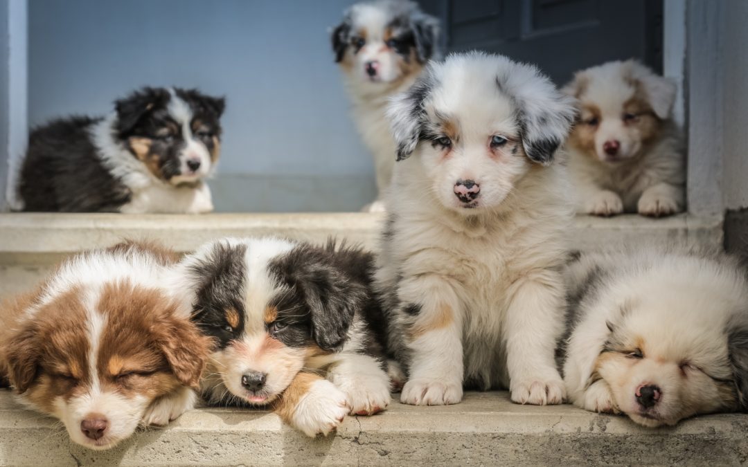 How to Identify an Online Pet Scam