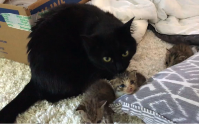 How To Help A Stray Or Abandoned Animal