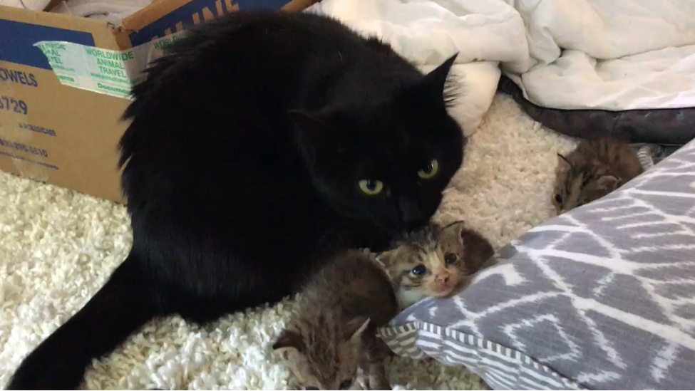 How To Help A Stray Or Abandoned Animal