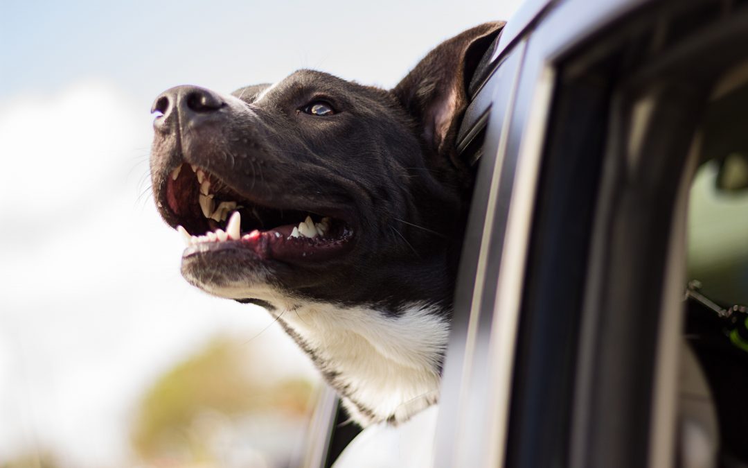 How to Handle Difficulty When Relocating Your Pet