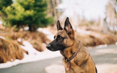 How To Calm Your Pet’s Anxiety