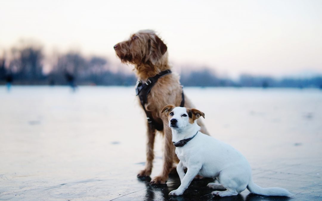 How to Invest In Your Pet’s Health