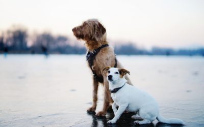 How to Invest In Your Pet’s Health