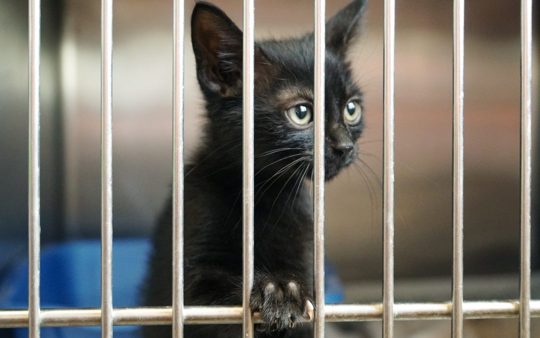 Love Animals? Adopt One to Be Your Valentine!