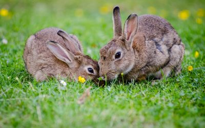 How to Contribute to the Prevention of Animal Cruelty