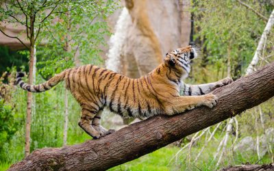 Why You Shouldn’t Keep Exotic Animals As Pets