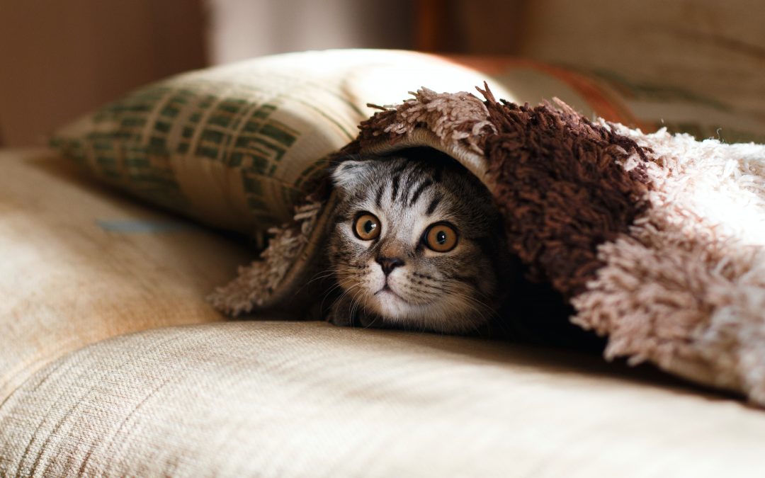 Don’t Fall Prey to an Online Pet Scam