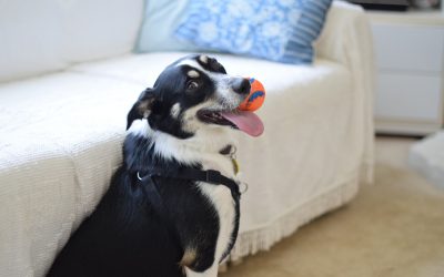 5 Steps for Pet-Proofing Your New Home