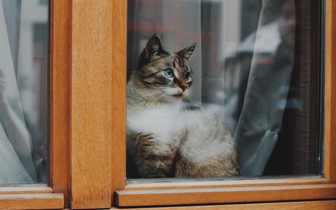 How to Keep Your Pet Safe During COVID-19