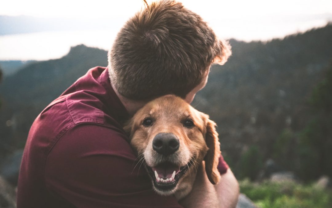 How to Reduce Anxiety in Your Pet Before Air Travel