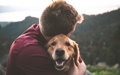 How to Reduce Anxiety in Your Pet Before Air Travel