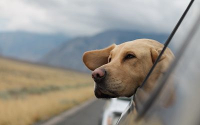 Post-Travel Tips: How to Care for Your Dog or Cat After Air Travel