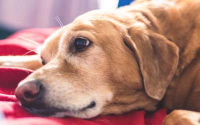 What You Should Know About Travelling with Senior Animals