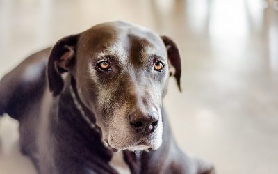Is International Air Travel Safe For My Older Pet?