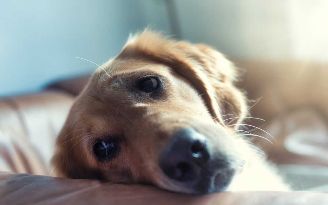 “My pet’s connection flight has been cancelled – what happens next?”