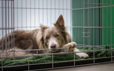 3 Things You Must Do Before Travelling with Your Pet