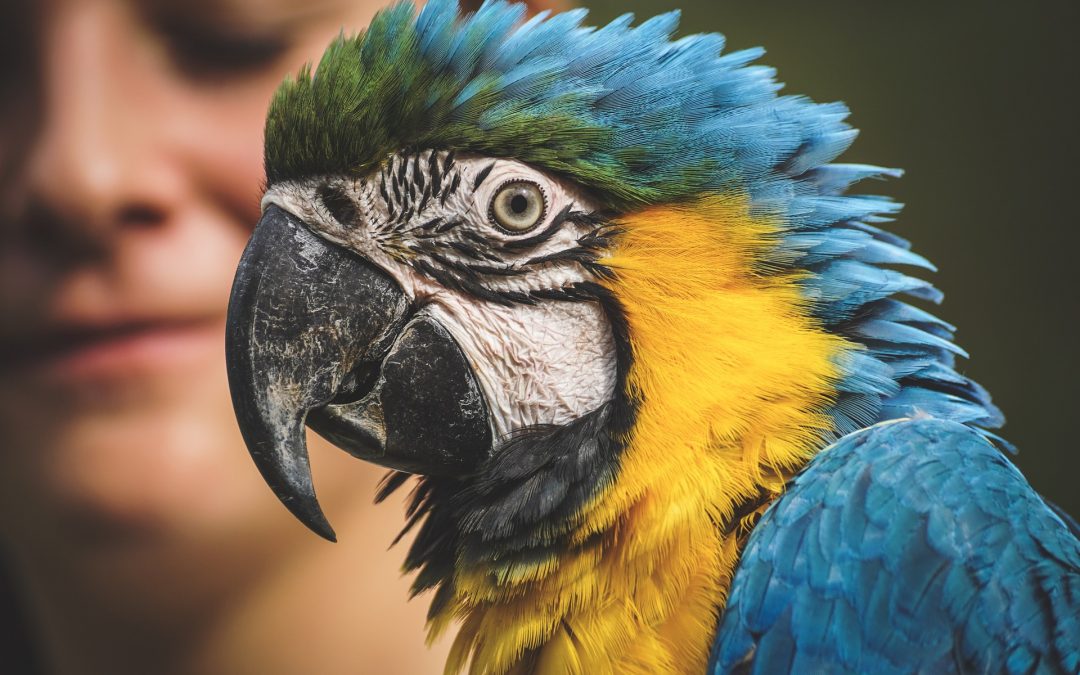 Travelling with a Bird? Here’s What You Need to Know