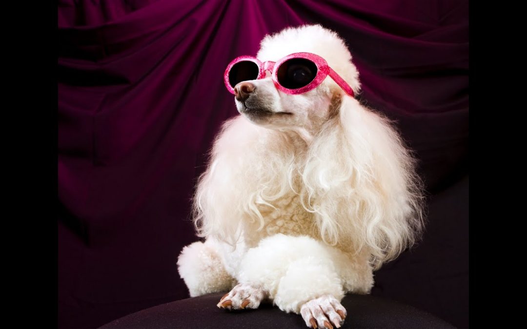 What it Means Today to Spoil Your Pet