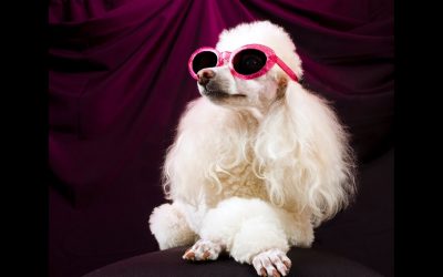 What it Means Today to Spoil Your Pet
