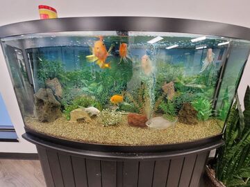 fish