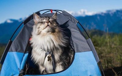 Luxury Pet Products Take Off – Here’s What You Need to Know