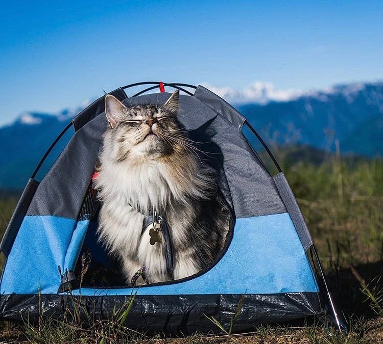Luxury Pet Products Take Off – Here’s What You Need to Know